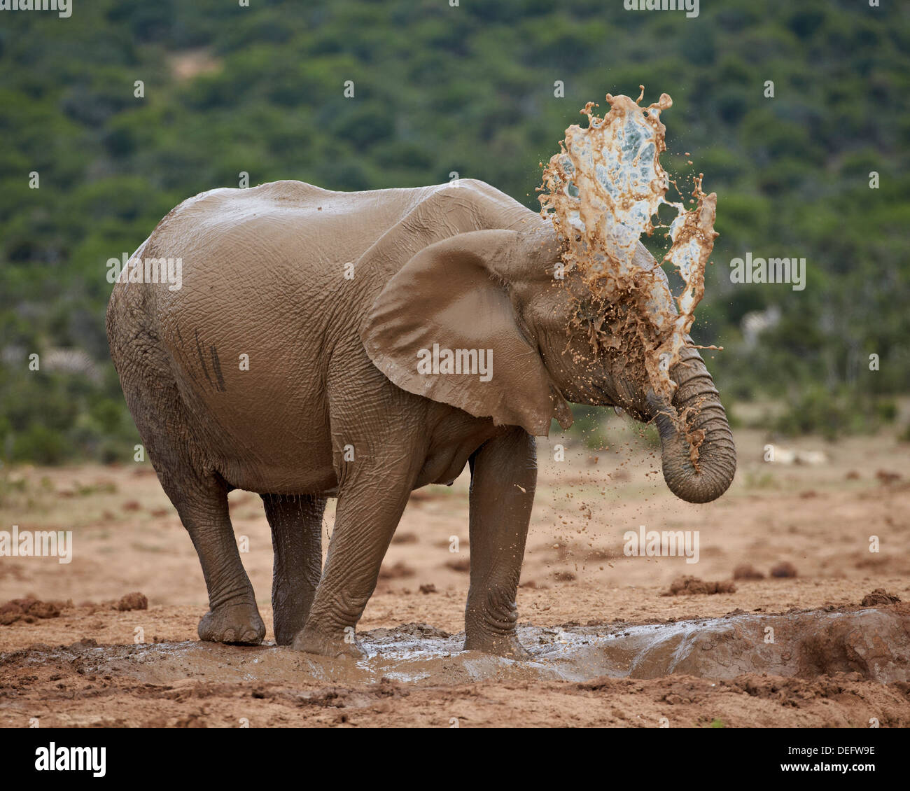 Femmina di elefante africano (Loxodonta africana) bagni di fango, Addo Elephant National Park, Sud Africa e Africa Foto Stock