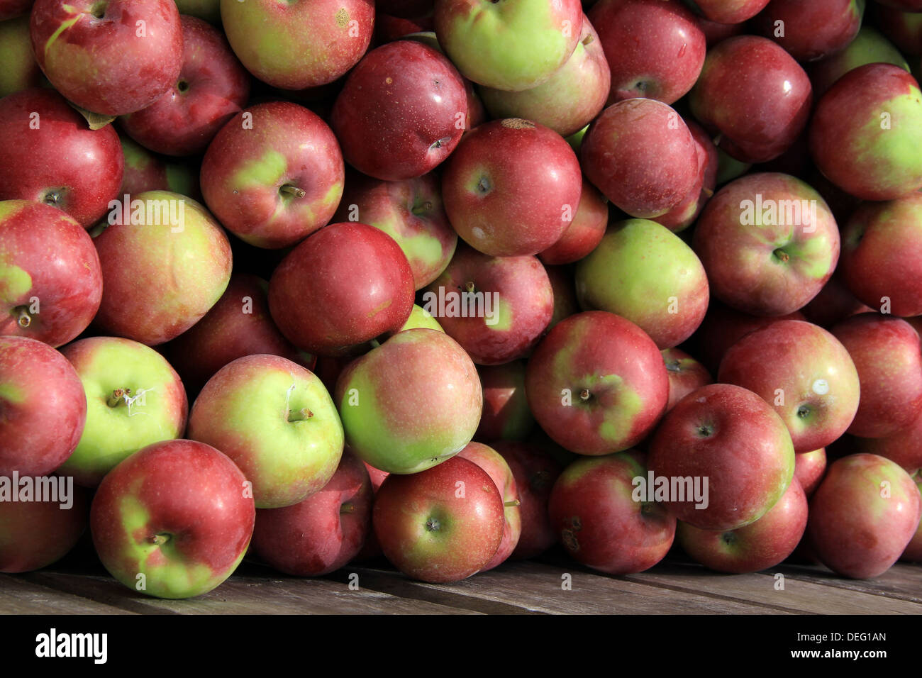 Vecchia cassa in legno piena di mele Macintosh, raccolti da alberi intorno al frutteto di mele, facile per i clienti di acquistare per la cottura o mangiare crudo. Foto Stock