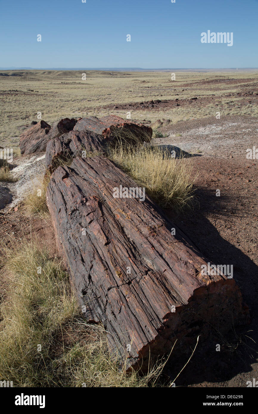 Registri pietrificato dalla fine del periodo Triassico, registri lungo il sentiero, Parco Nazionale della Foresta Pietrificata, Arizona, Stati Uniti d'America Foto Stock
