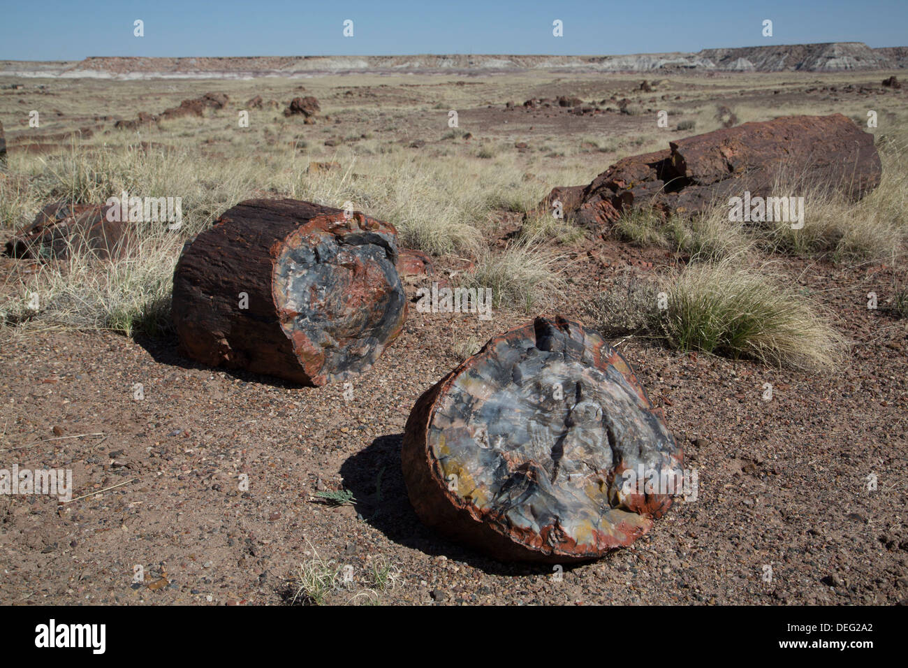 Registri pietrificato dalla fine del periodo Triassico, registri lungo il sentiero, Parco Nazionale della Foresta Pietrificata, Arizona, Stati Uniti d'America Foto Stock