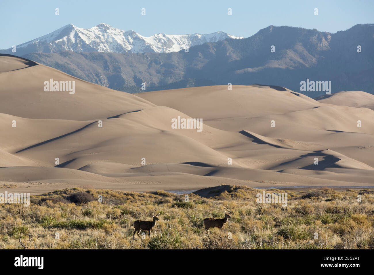 North American elk e dune di sabbia, Great Sand Dunes National Park, Sangre Cristo montagne sullo sfondo, Colorado, STATI UNITI D'AMERICA Foto Stock