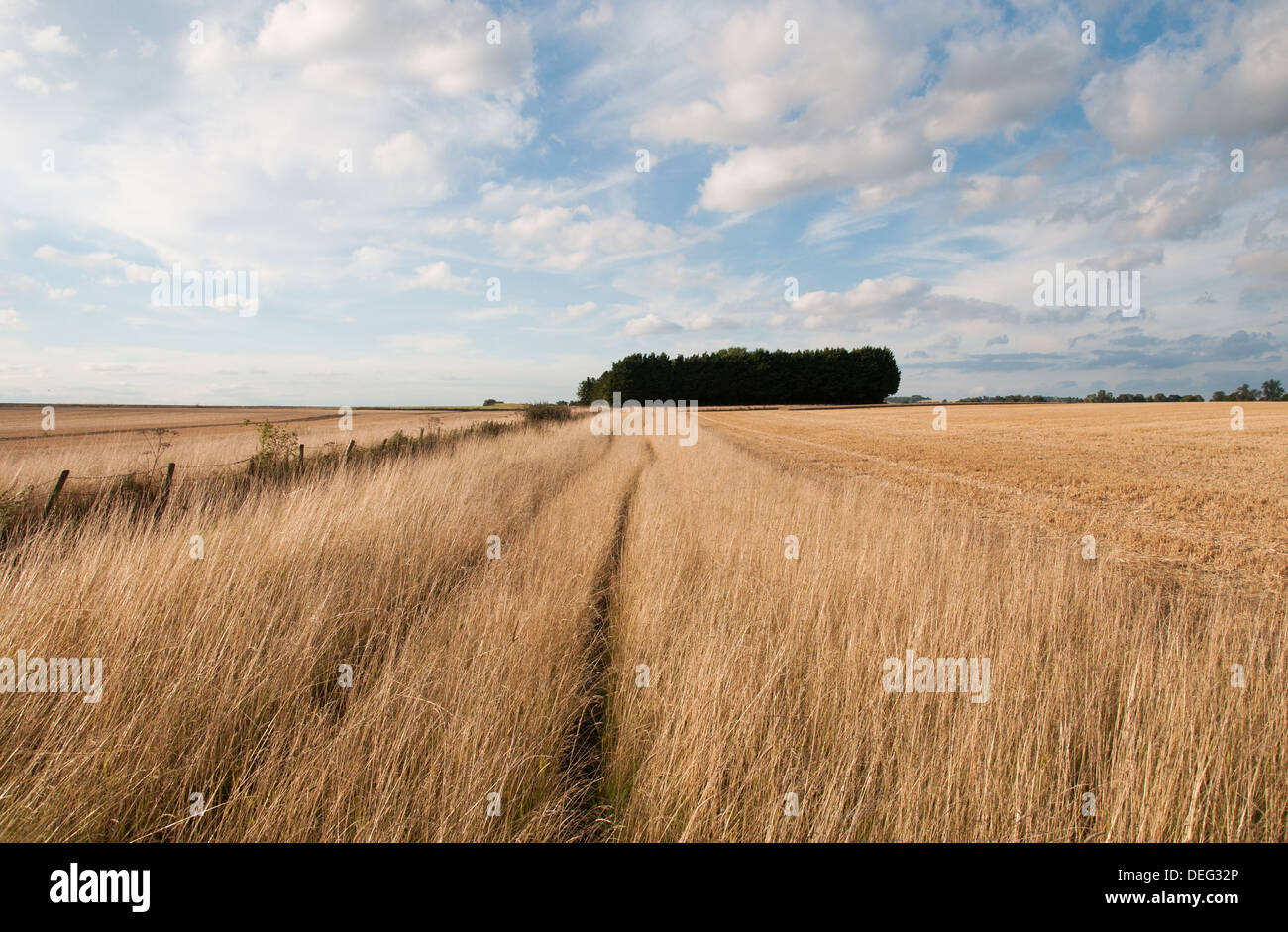 Campo di erba e nuvole, alberi in background, Oxfordshire Foto Stock