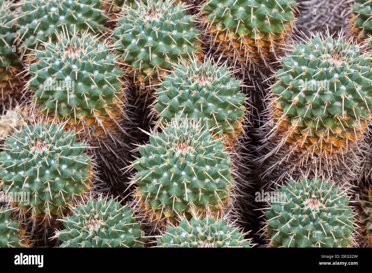 Mammillaria compressa cactus Foto Stock