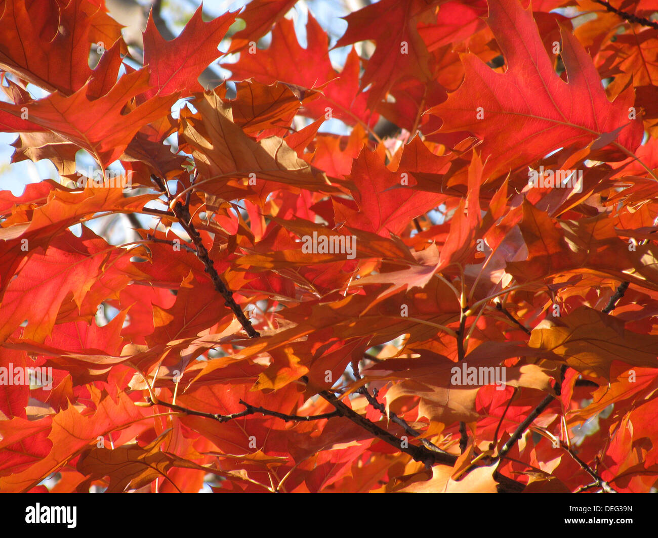 Quercia rossa foglie di autunno Foto Stock