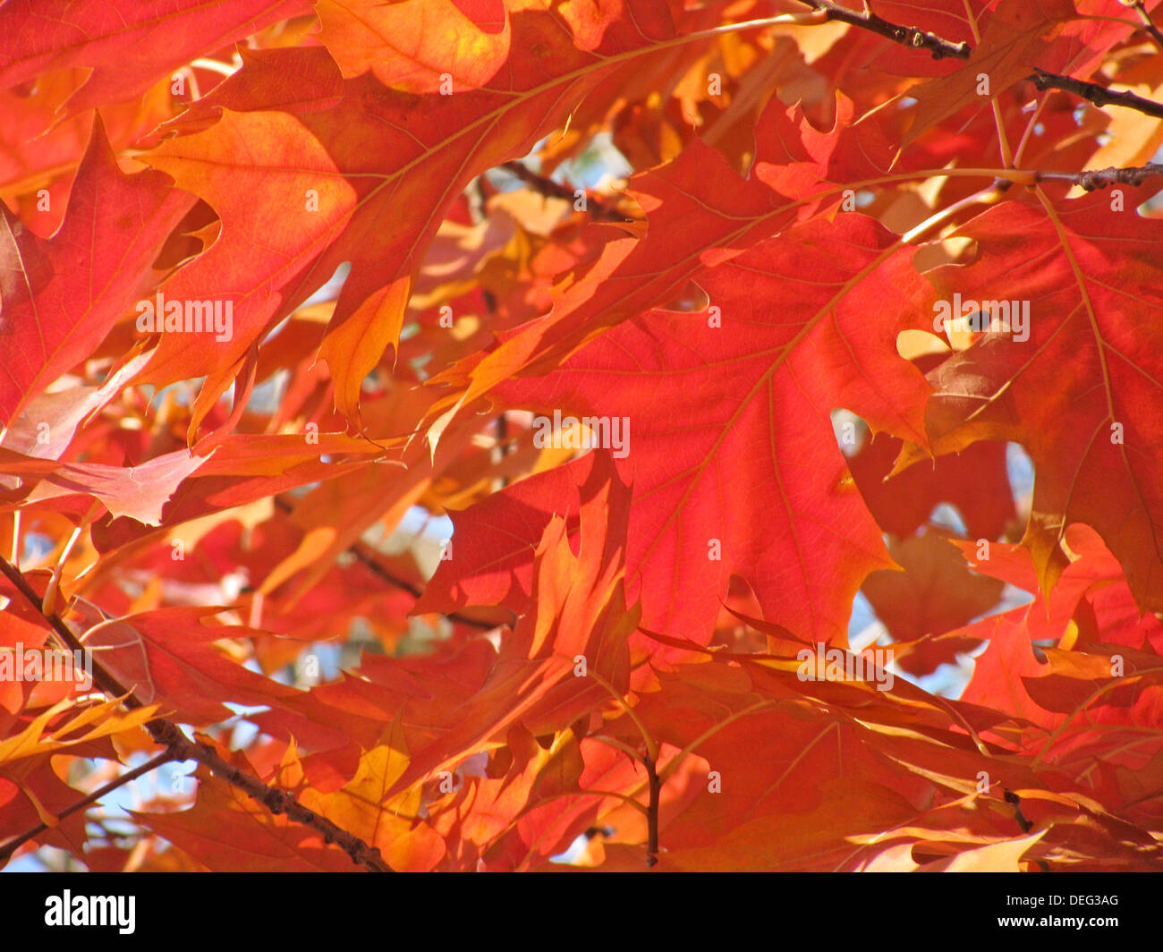 Quercia rossa foglie di autunno Foto Stock