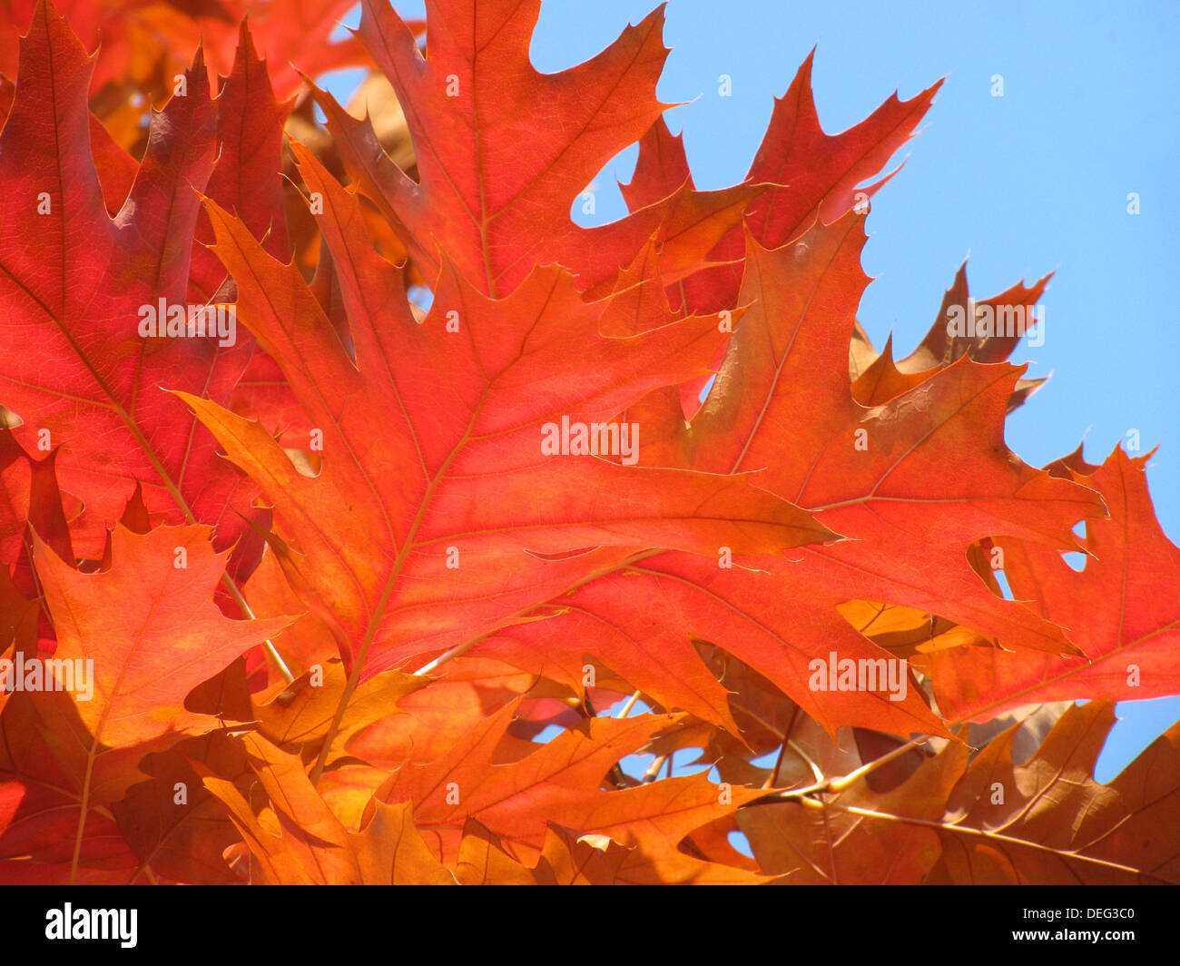 Close up di quercia rossa foglie di albero Foto Stock