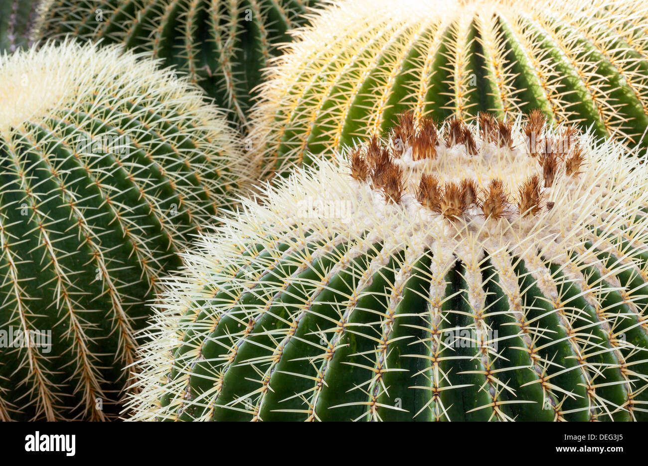 Echinocactus grusonii, Golden Barrel Cactus Foto Stock