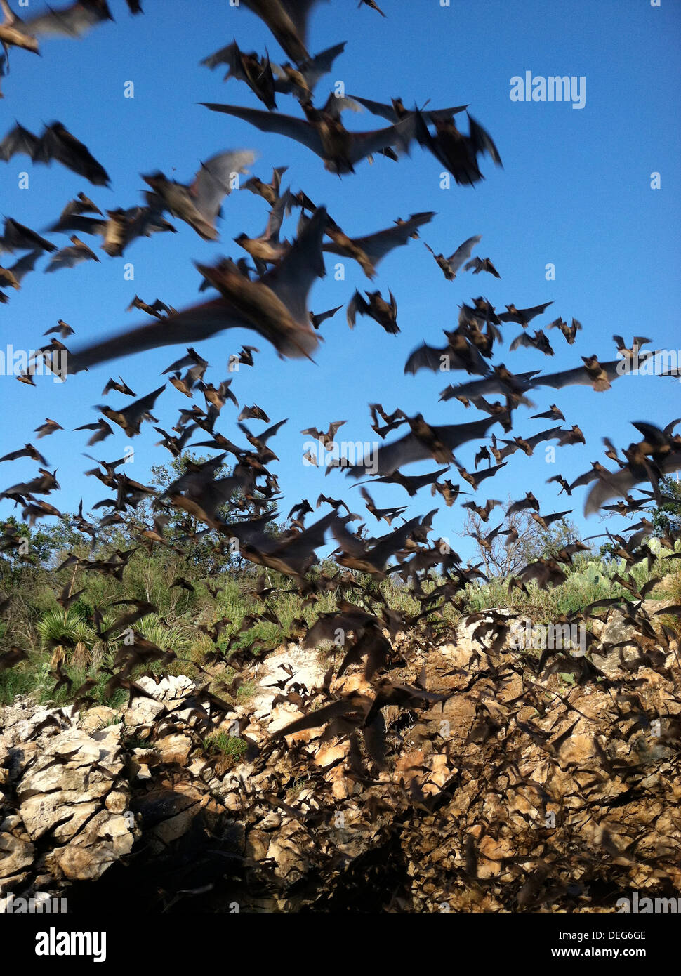Mexican libera pipistrelli codato sciame fuori al tramonto dalla Davis Ranch Grotta di soffiatura in Blanco County, Texas. Foto Stock