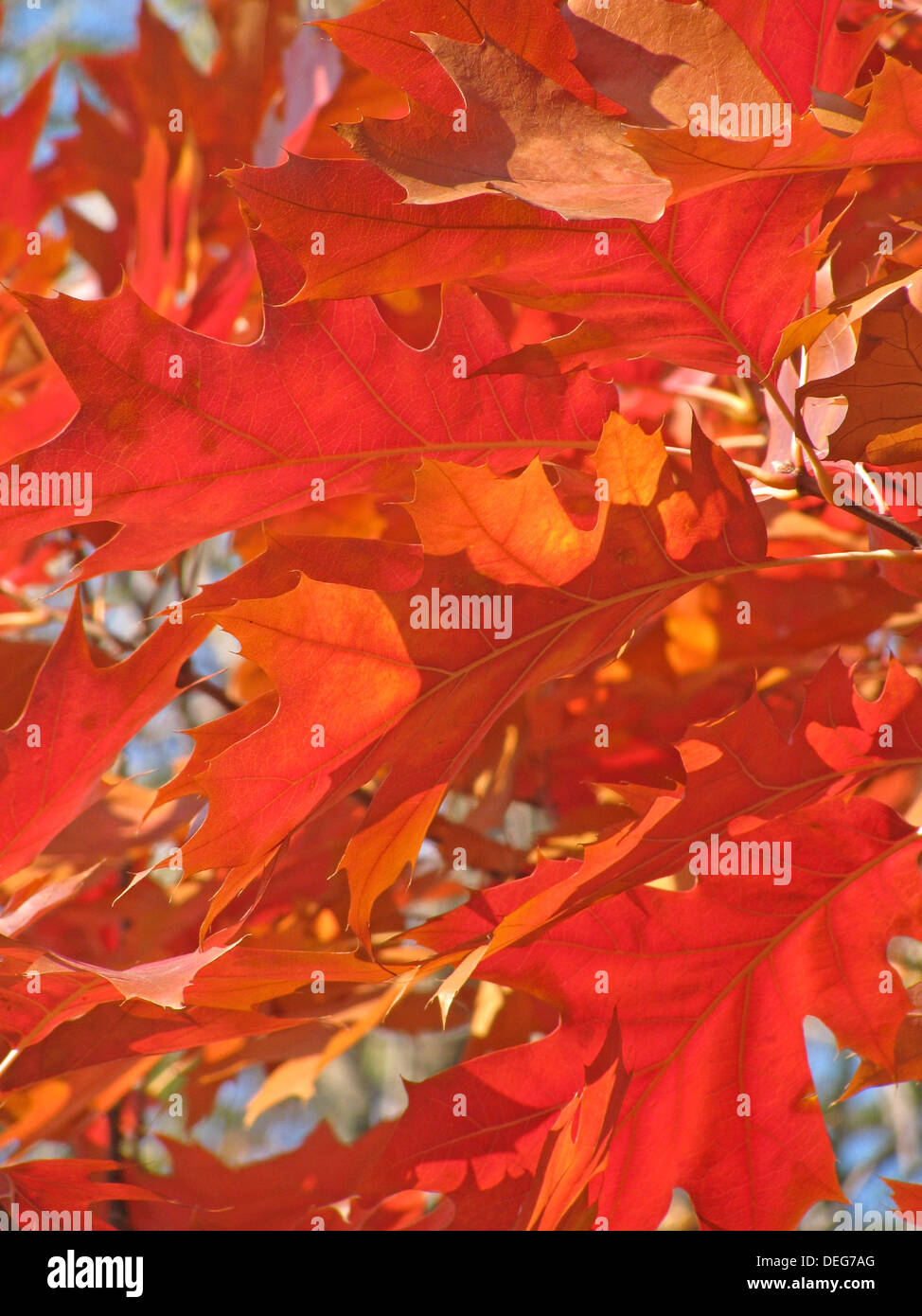 Close up di quercia rossa foglie di albero Foto Stock