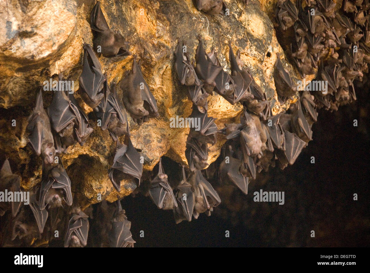 I pipistrelli sul tetto della grotta all'interno camera Purah Goa Lawah, Indù Bat tempio caverna, Bali Orientale, Indonesia, Asia sud-orientale, Asia Foto Stock