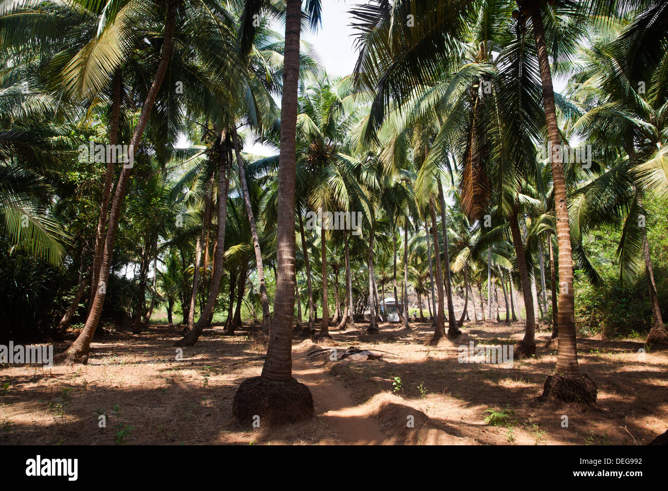 Boschetto di palme sulla spiaggia, Panaji, Goa, India Foto Stock