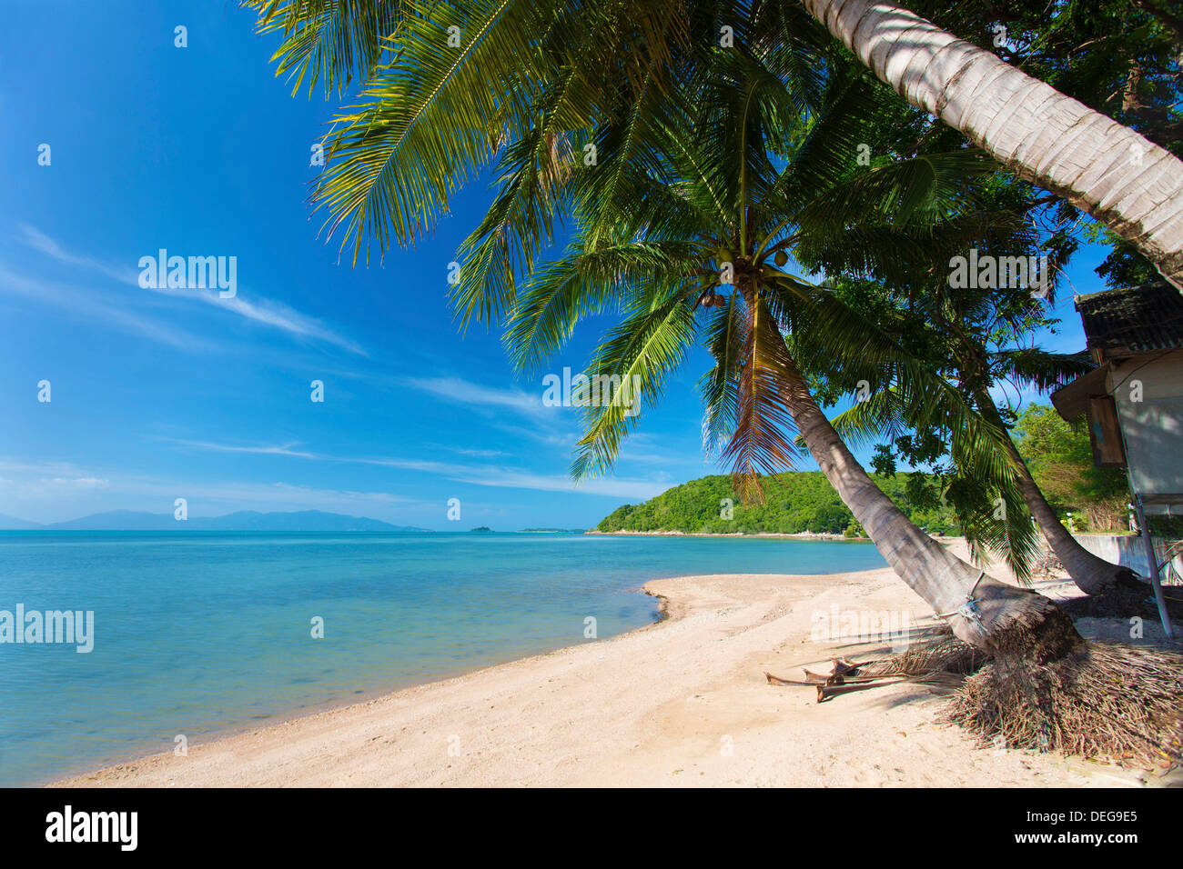Le palme a strapiombo Bangrak Beach, Koh Samui, Thailandia, Sud-est asiatico, in Asia Foto Stock
