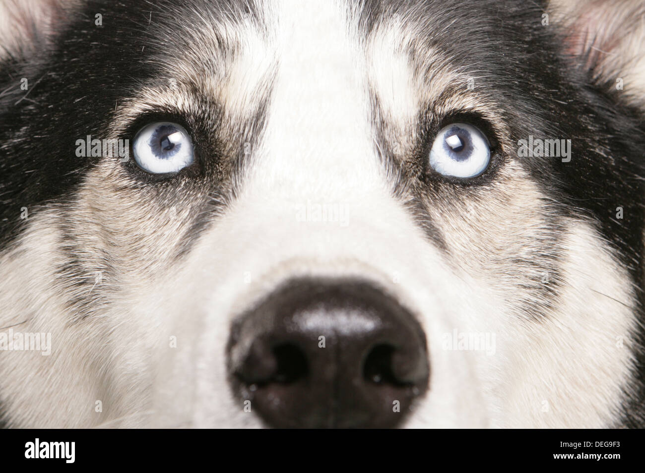 Siberian Husky occhi close up abstract Foto Stock