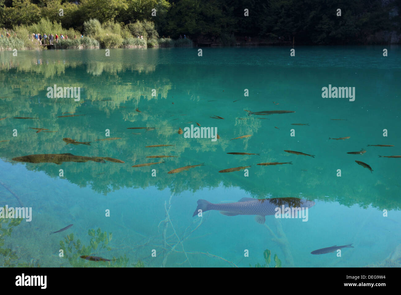 Pesce in un cristallino lago e turisti su una passerella - Il Parco Nazionale dei Laghi di Plitvice, Croazia Foto Stock