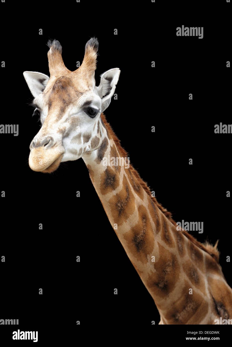 Giraffa isolato Foto Stock