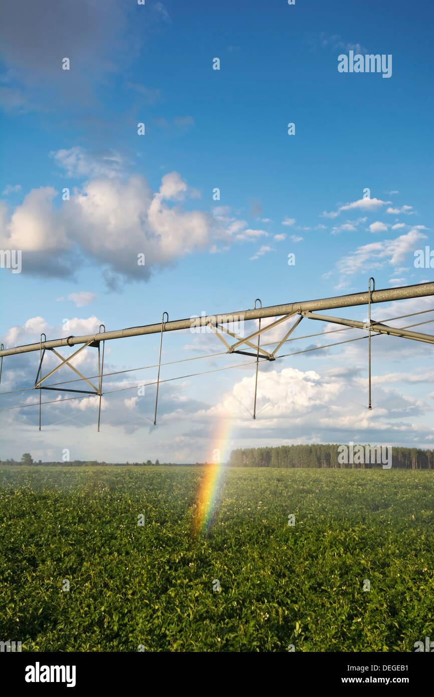 Irrigatore irrigazione campo di patate con un arcobaleno. La Midwest, STATI UNITI D'AMERICA Foto Stock
