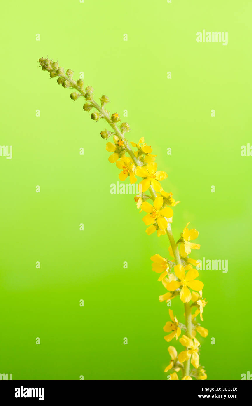 Comune, Agrimonia eupatoria Agrimonia, verticale ritratto di fiori con fuori fuoco sfondo. Foto Stock