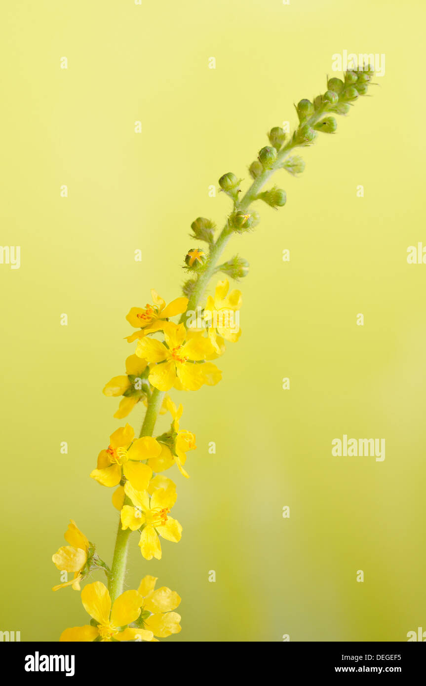 Comune, Agrimonia eupatoria Agrimonia, verticale ritratto di fiori con fuori fuoco sfondo. Foto Stock