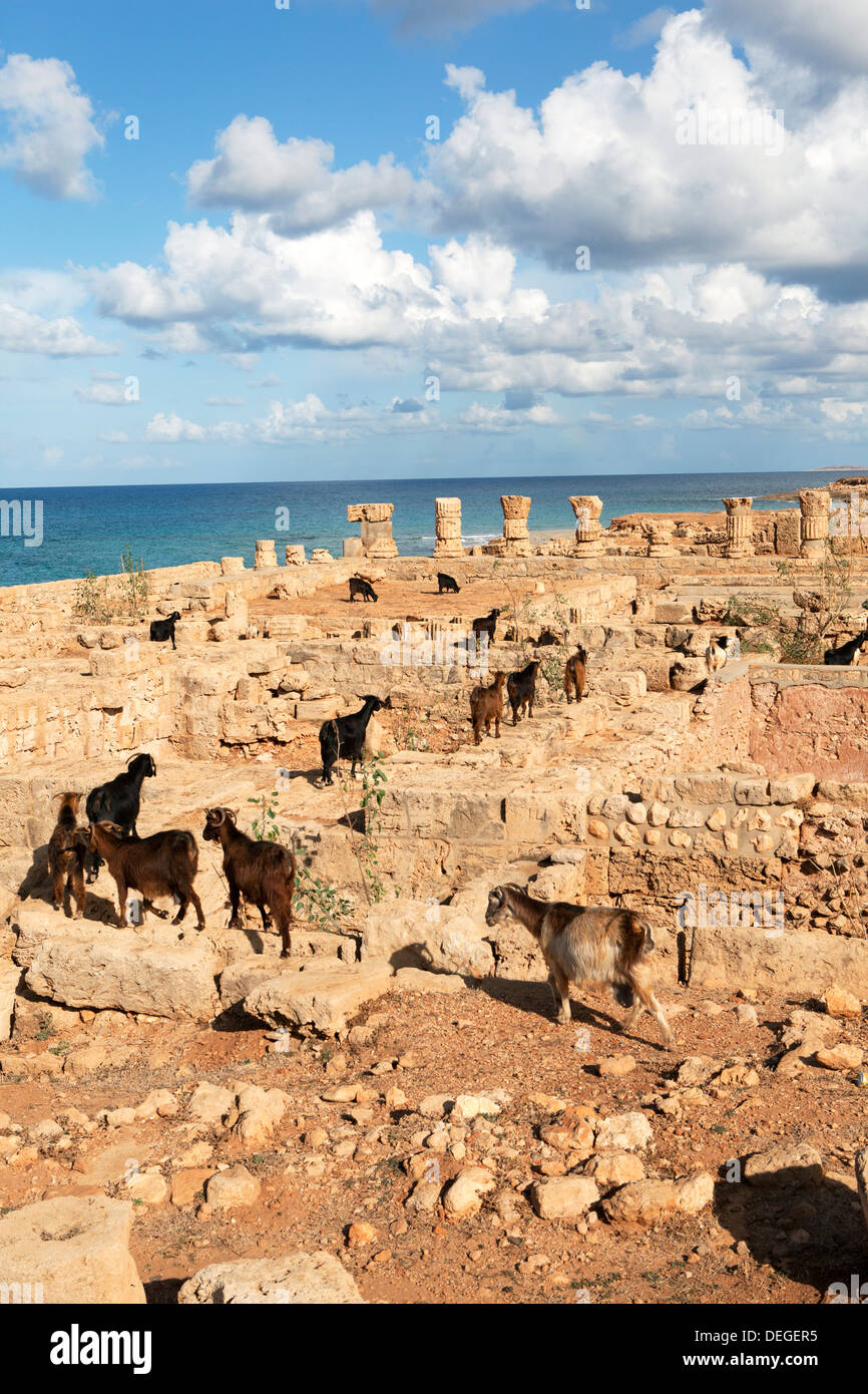 Capre di andare in bagno casa rovine, Apollonia, Libia, Africa Settentrionale, Africa Foto Stock