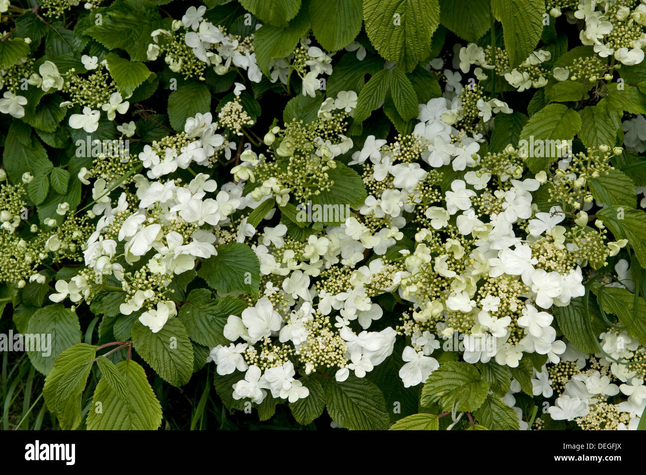 Snowball giapponese, Viburnum plicatum tomentosum f, fiori di colore bianco sul giardino ornamentale arbusto Foto Stock