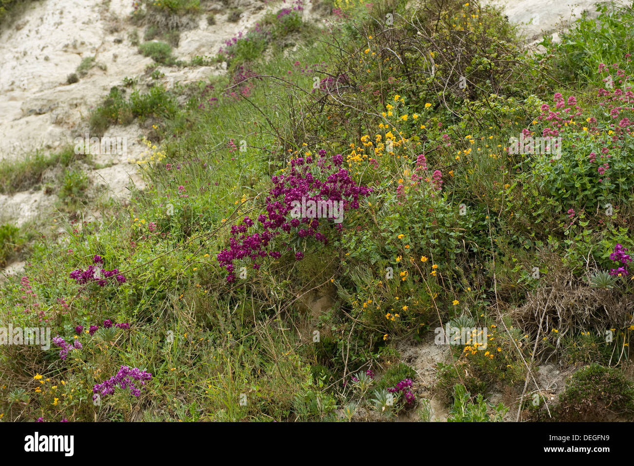 Annoso stock, Matthiola incana, fioritura con altri tipi di vegetazione sulle scogliere a Spiaggia di birra in Devon Foto Stock
