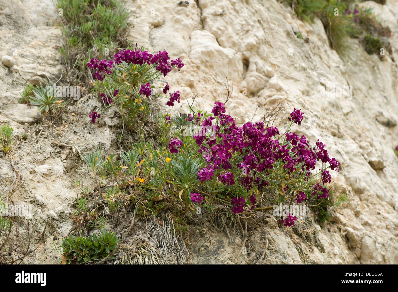 Annoso stock, Matthiola incana, fioritura con altri tipi di vegetazione sulle scogliere a Spiaggia di birra in Devon Foto Stock