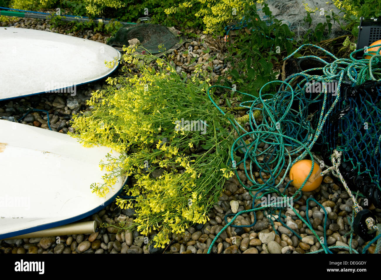 Senape nera, Brassica nigra, fiori gialli di piante tra wind surf e reti da pesca sulla spiaggia, birra, Dorset, può Foto Stock