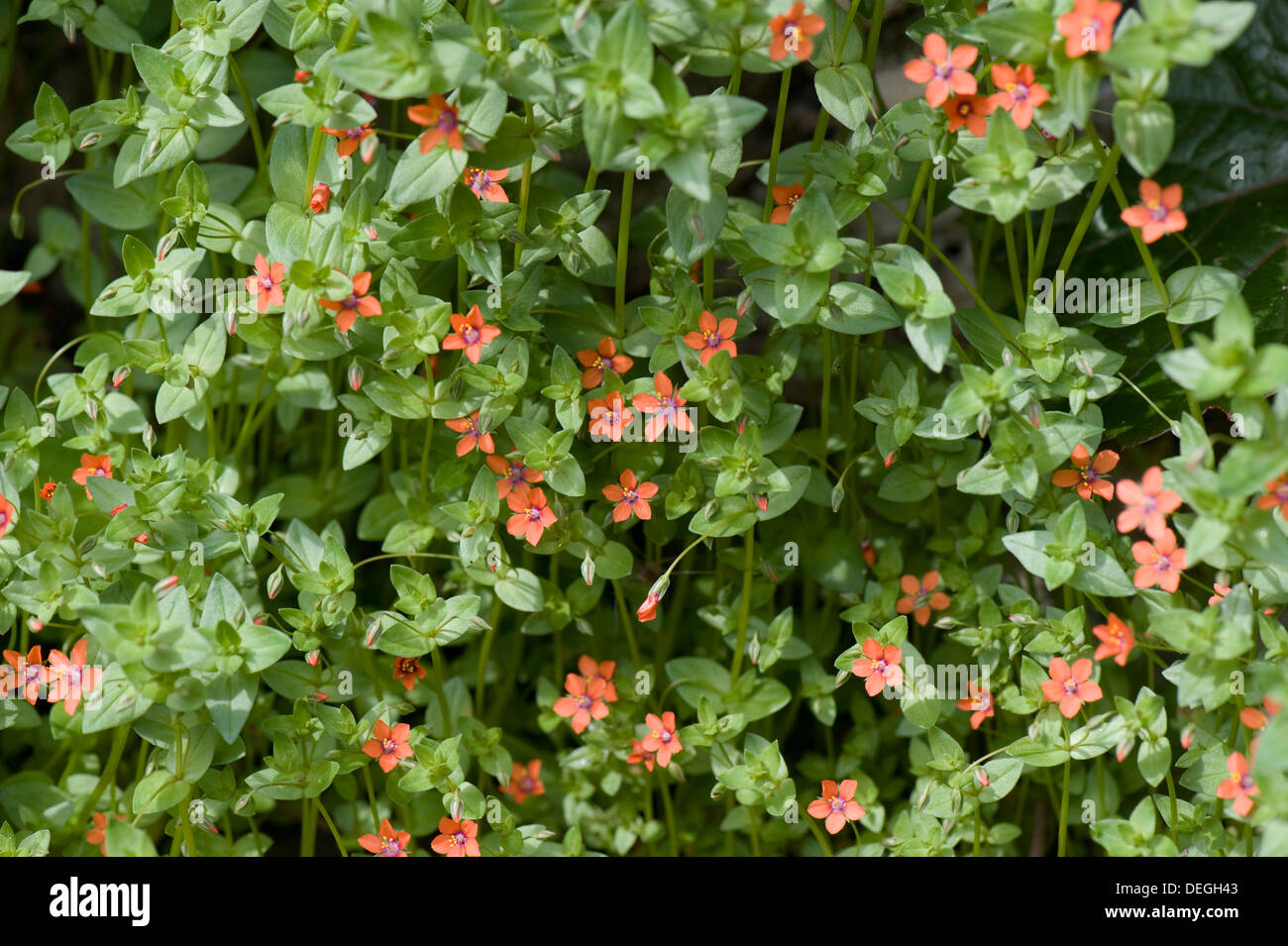 Scarlet pimpernel, Anagallis arvense, piante in fiore Foto Stock