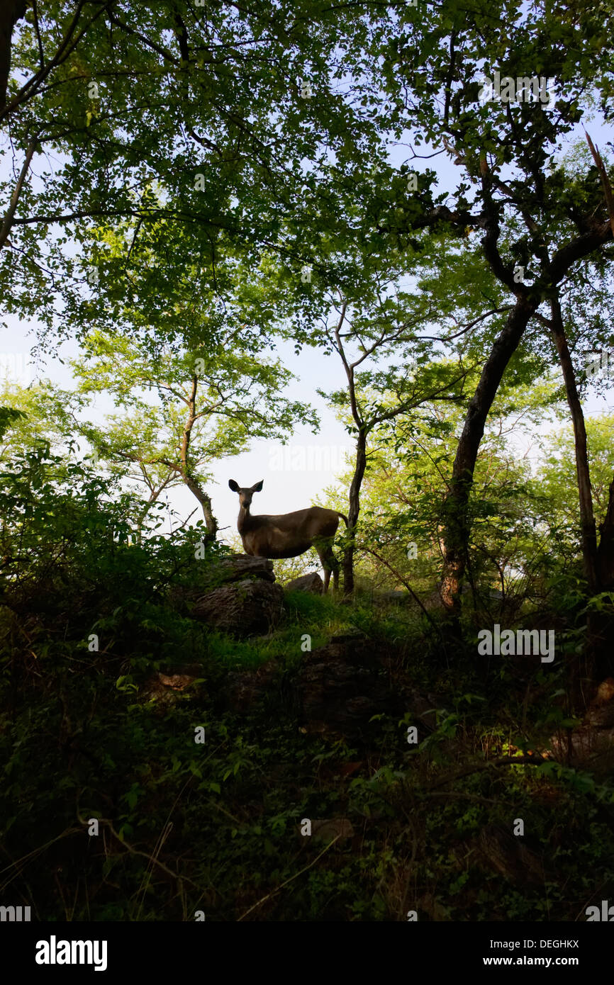 Sambar deer permanente sulla cima della collina ( Rusa unicolor ) a Ranthambhore foresta. Foto Stock