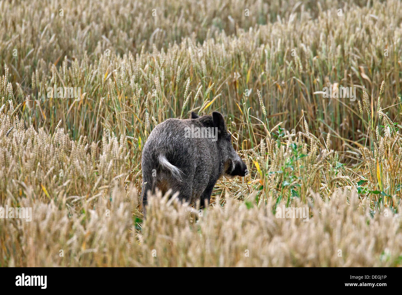 Il cinghiale (Sus scrofa) danneggiando il raccolto di foraggio in cornfield su terreni agricoli Foto Stock