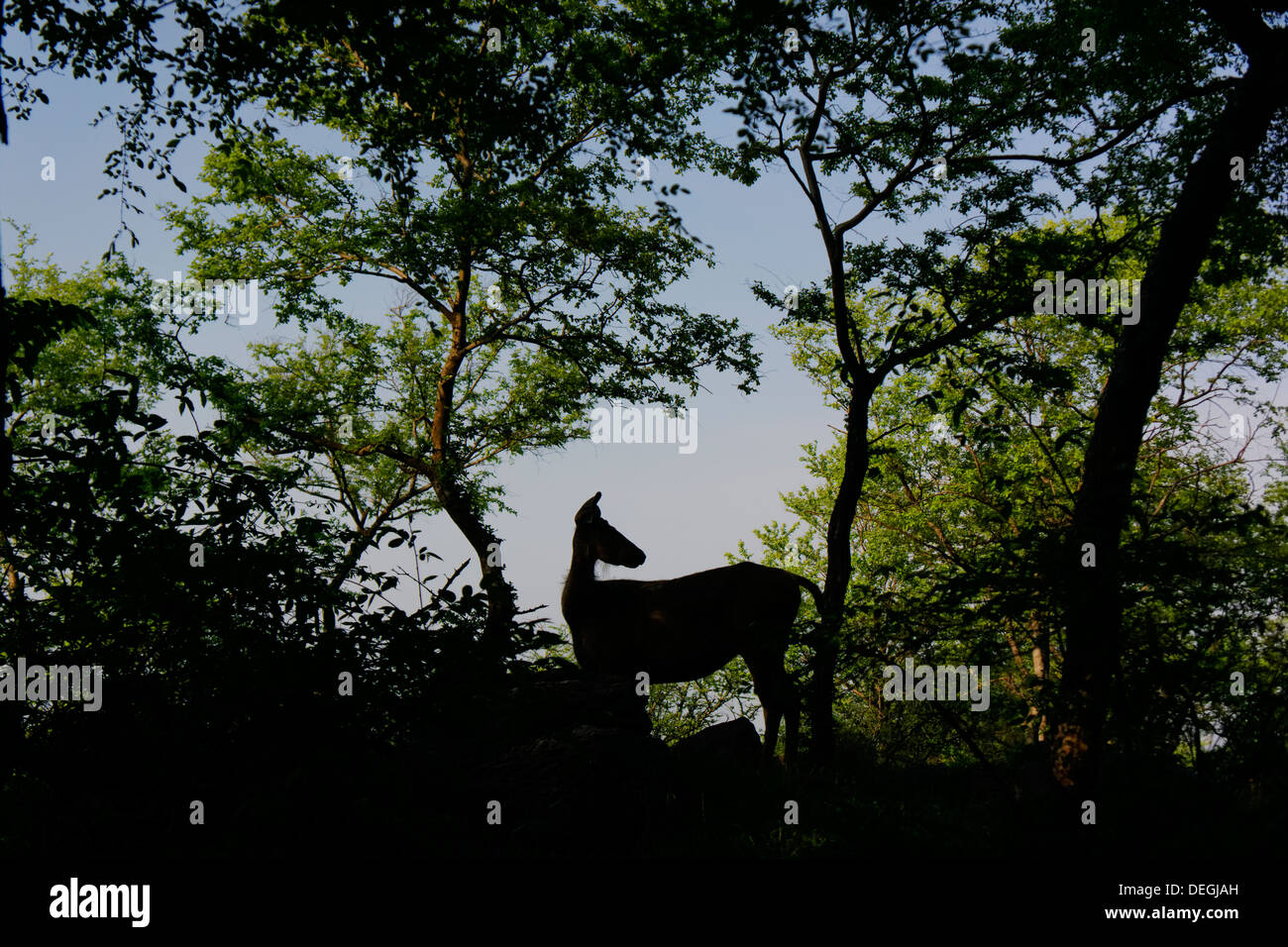 Sambar deer permanente sulla cima della collina ( Rusa unicolor ) a Ranthambhore foresta. Foto Stock