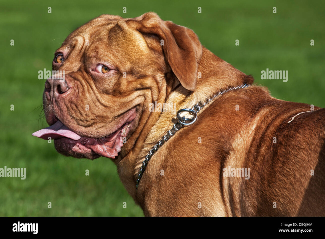 Dogue de Bordeaux / Francese Mastiff / Bordeauxdog, cane in giardino Foto Stock