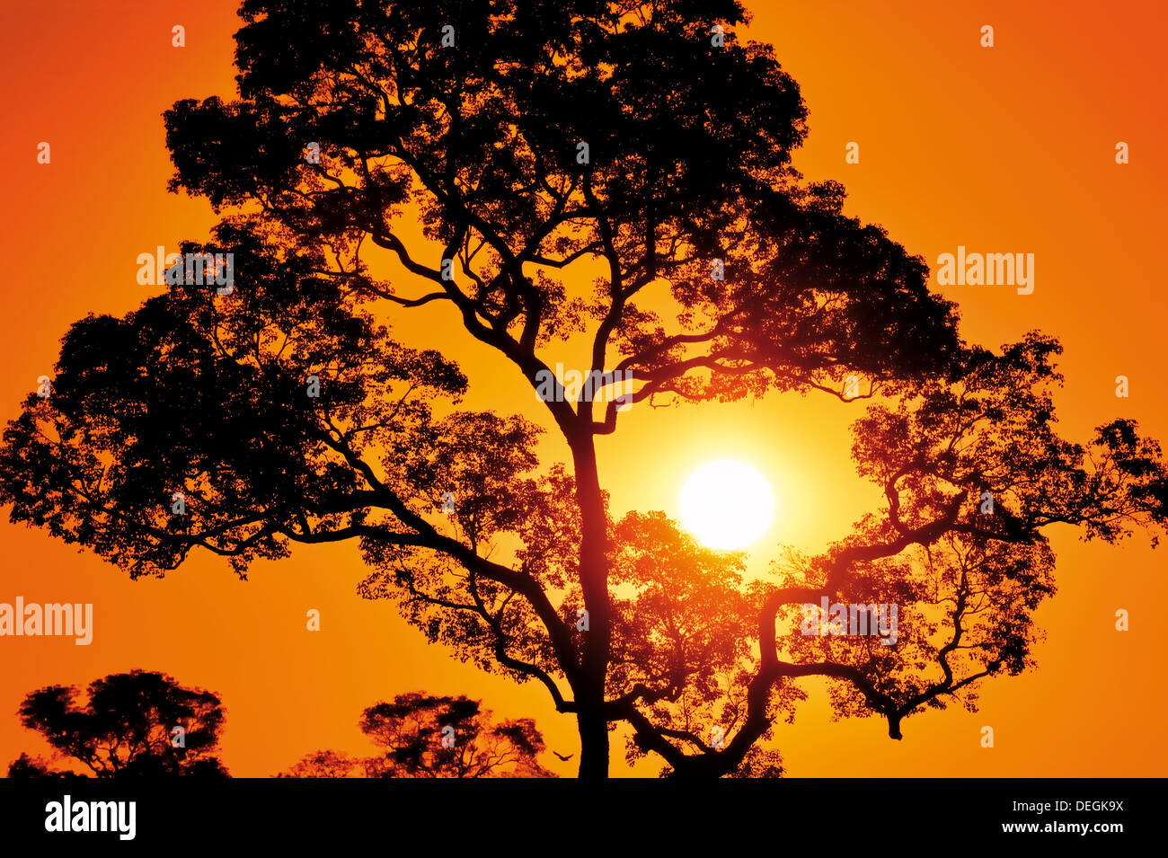 Il Brasile, Pantanal: Scenic tramonto con struttura ad albero e silhouette orange sky Foto Stock
