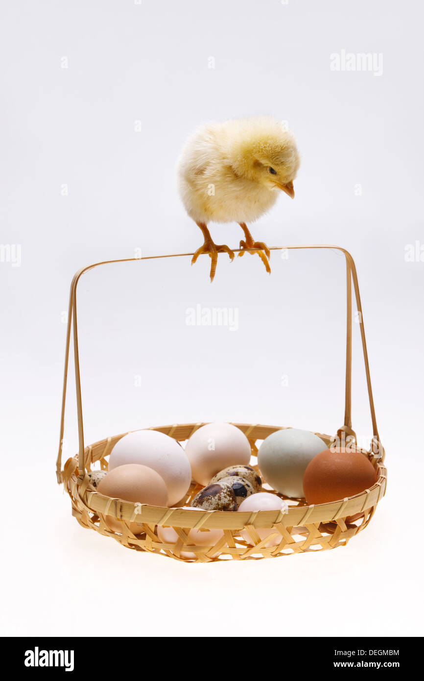 Compagno di chick in piedi da un cestello di uova Foto Stock
