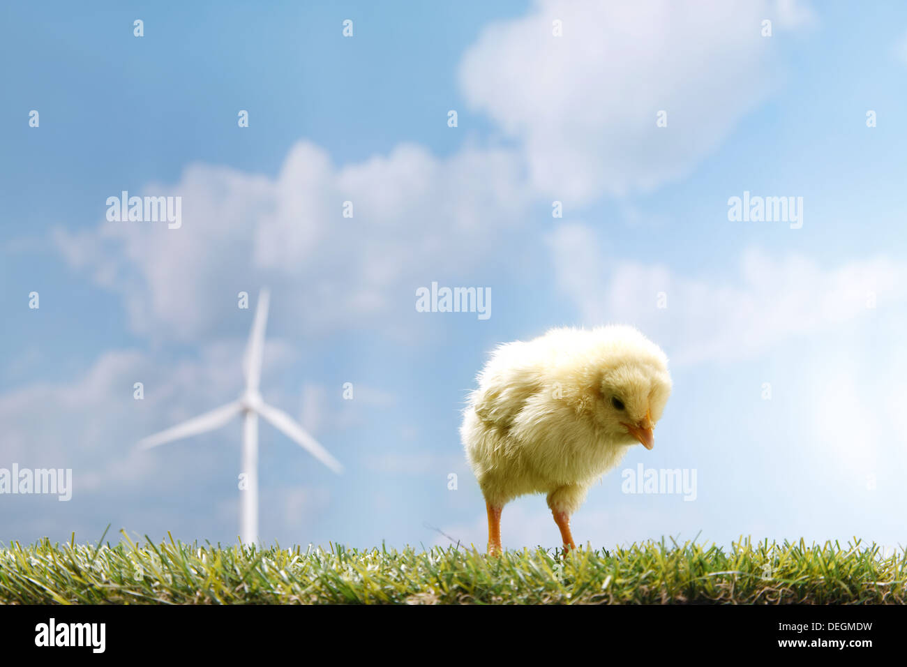 Compagno di chick nella parte anteriore del mulino a vento sul prato Foto Stock