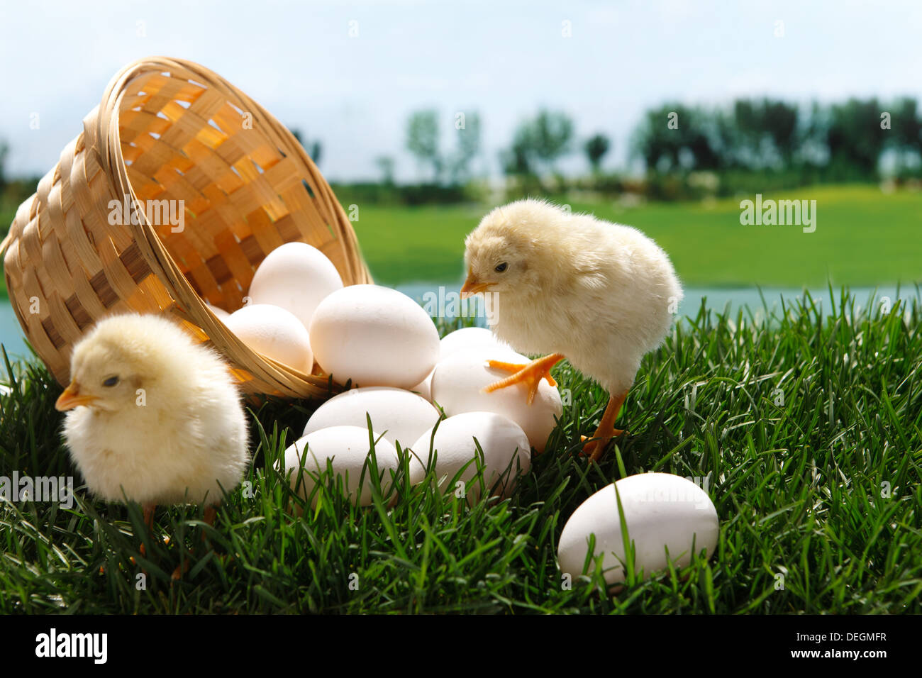 Compagno di pulcini e un cesto di uova Foto Stock