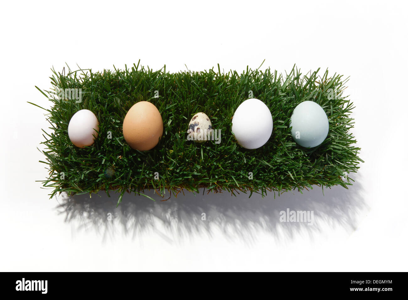 Una fila di uova sul prato Foto Stock