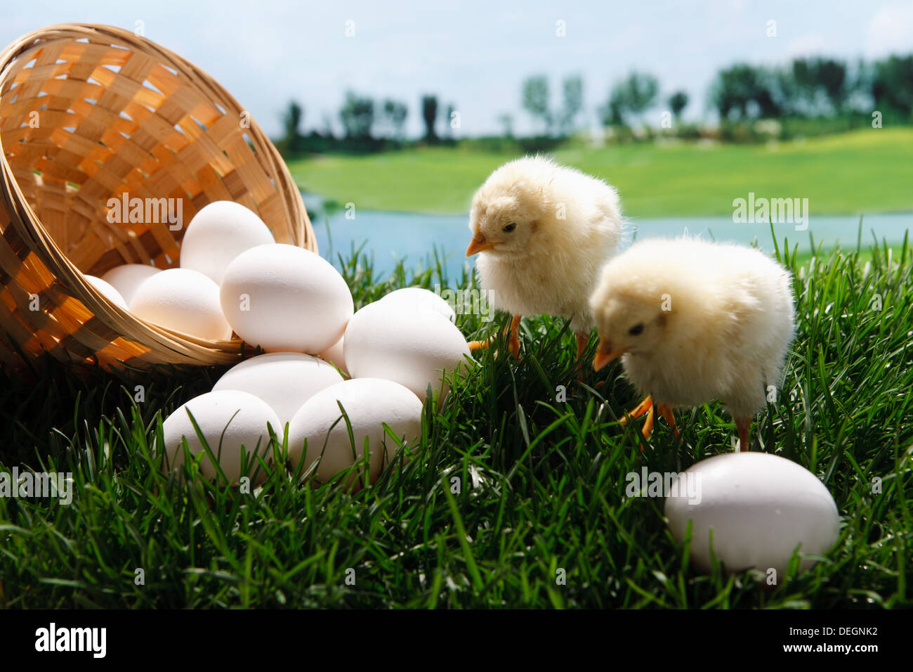 Compagno di pulcini in piedi da uova Foto Stock