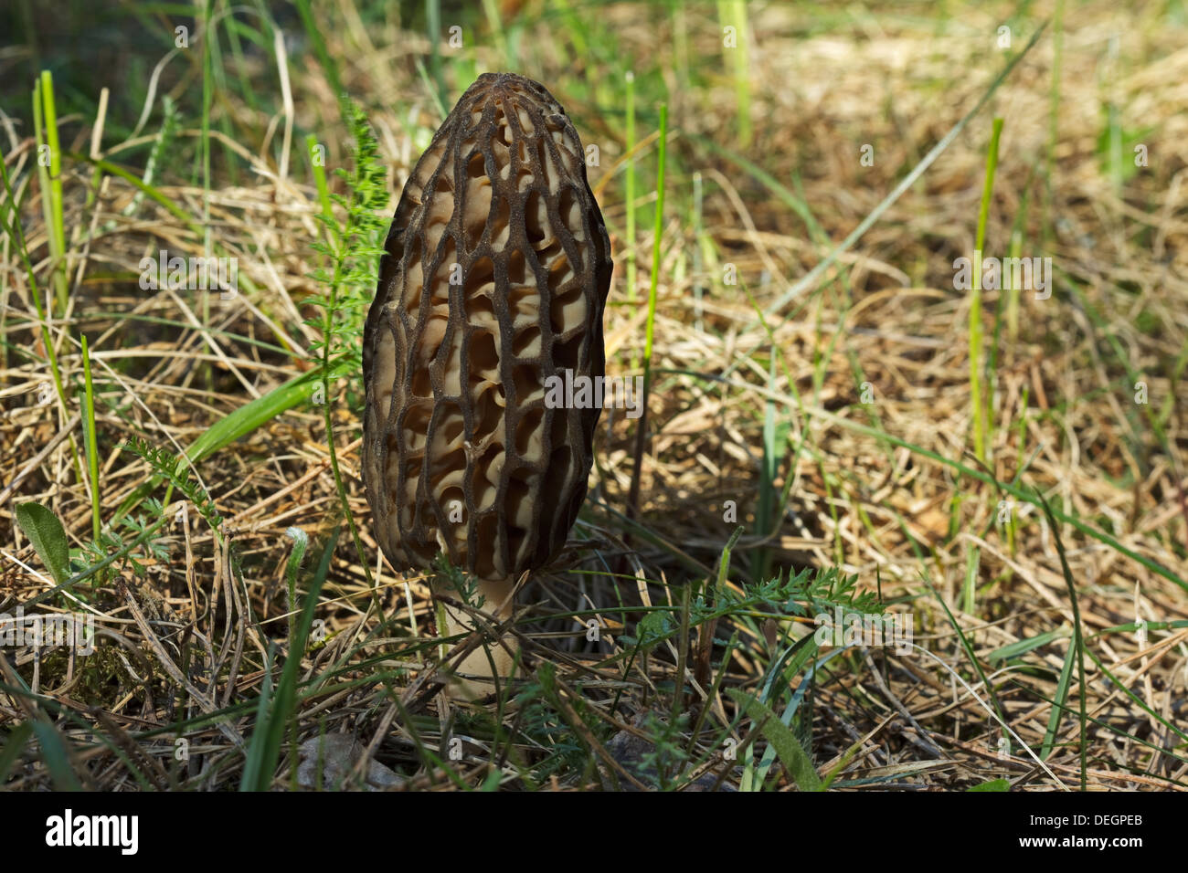 Nero (Morel Morchella conica) Foto Stock