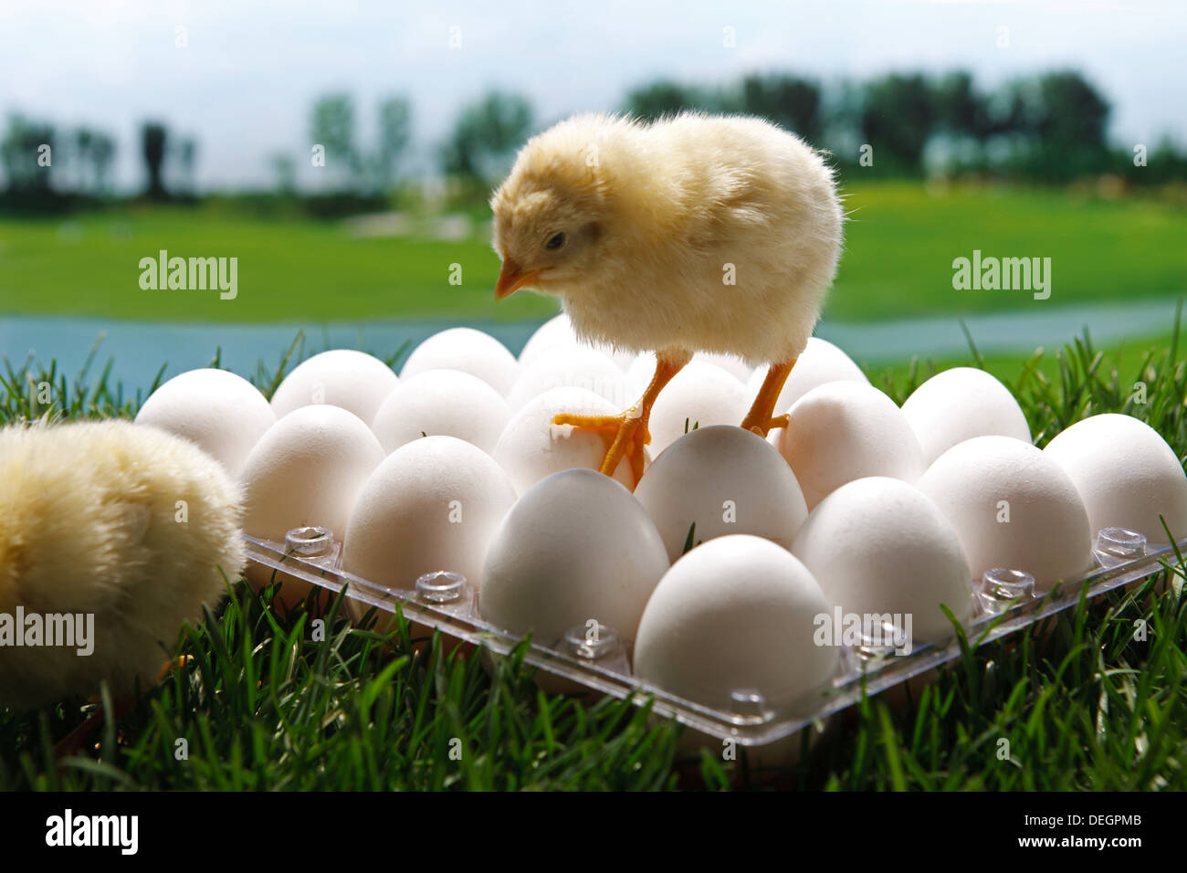Compagno di pulcini in piedi sulle uova Foto Stock