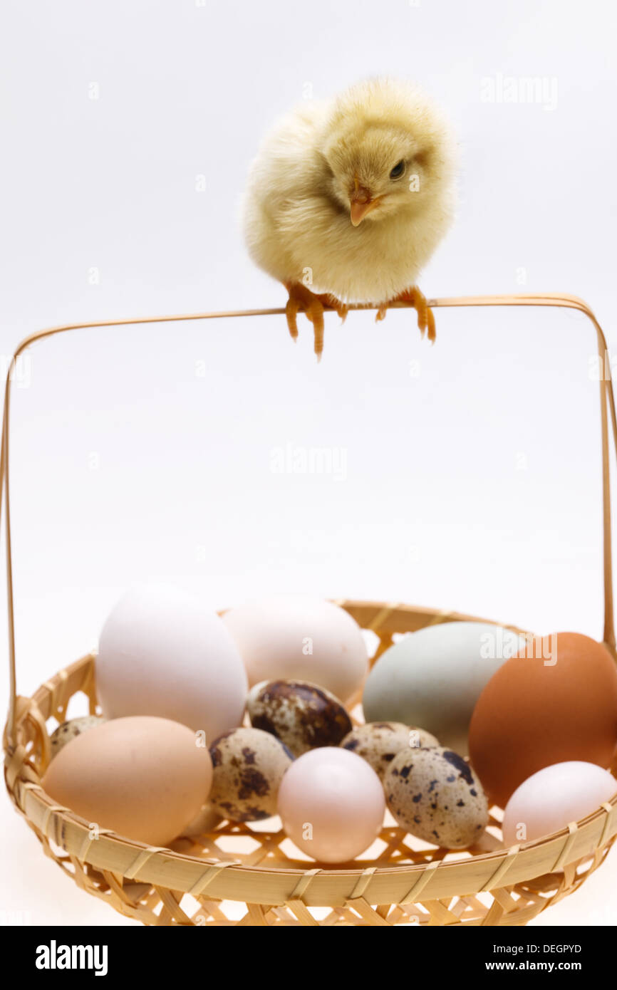 Compagno di ceci su un cestino di uova Foto Stock