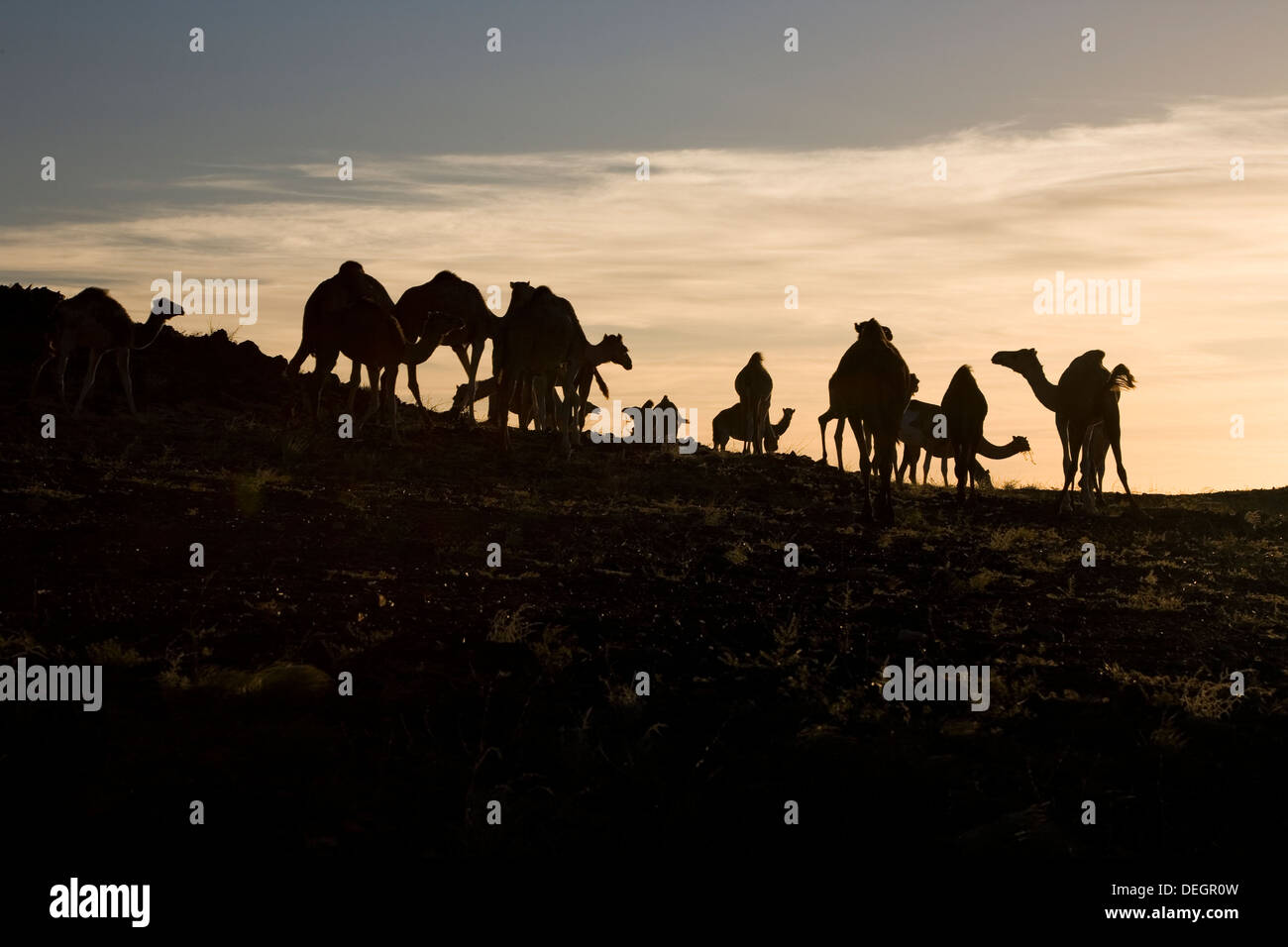 Silhouette di wild mandria di dromedario cammelli sulla roccia di granito affioramento all'alba, il Deserto del Sahara, Mauritania, Africa nordoccidentale Foto Stock
