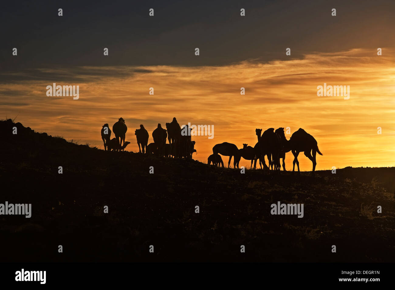 Silhouette di wild mandria di dromedario cammelli sulla roccia di granito affioramento di sunrise, il Deserto del Sahara, Mauritania, Africa nordoccidentale Foto Stock