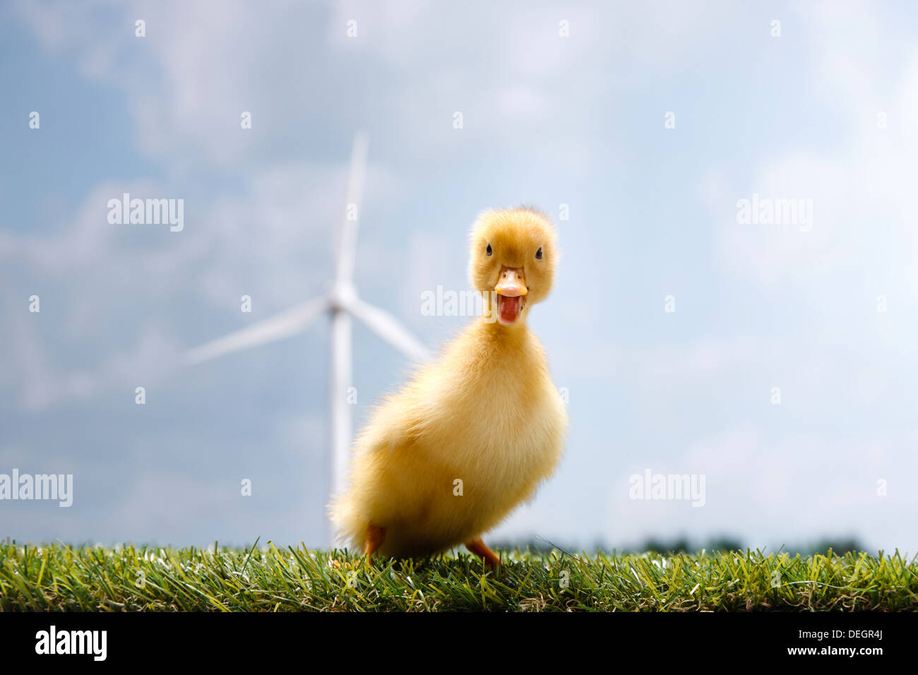 Anatra in piedi nella parte anteriore del mulino a vento sul prato Foto Stock