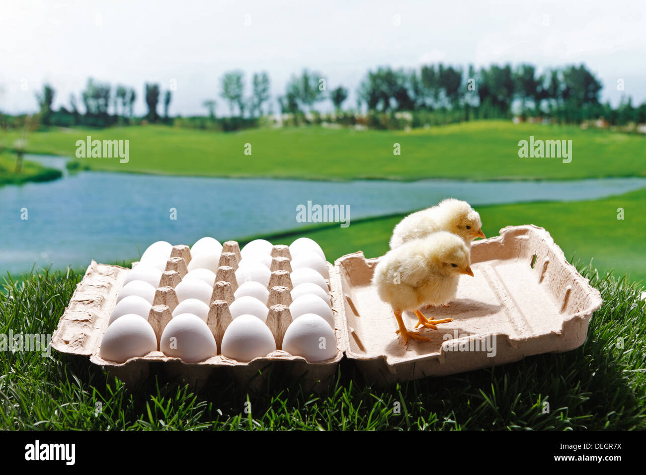 Compagno di pulcini e una scatola di uova Foto Stock