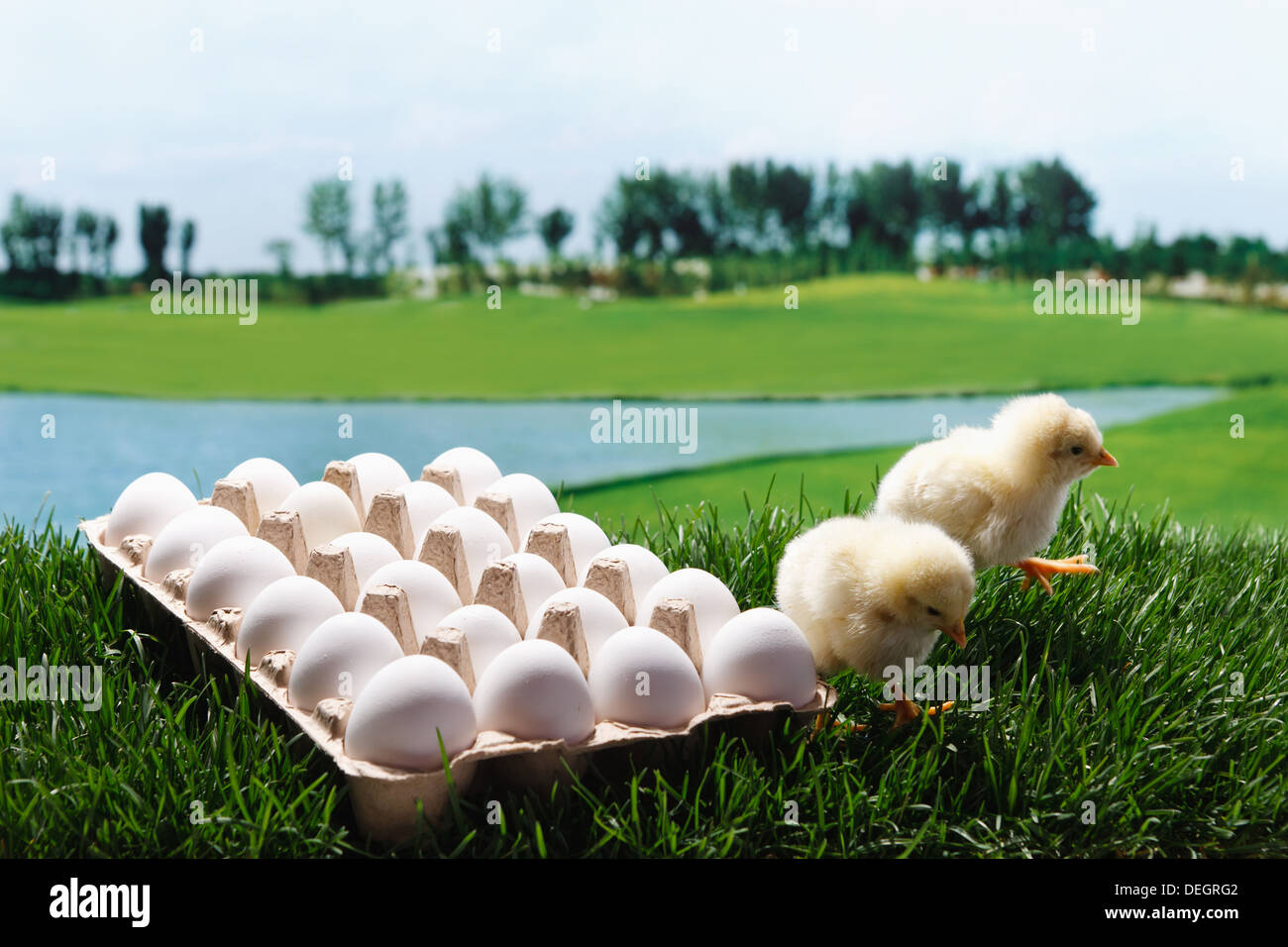 Compagno di pulcini e uova Foto Stock
