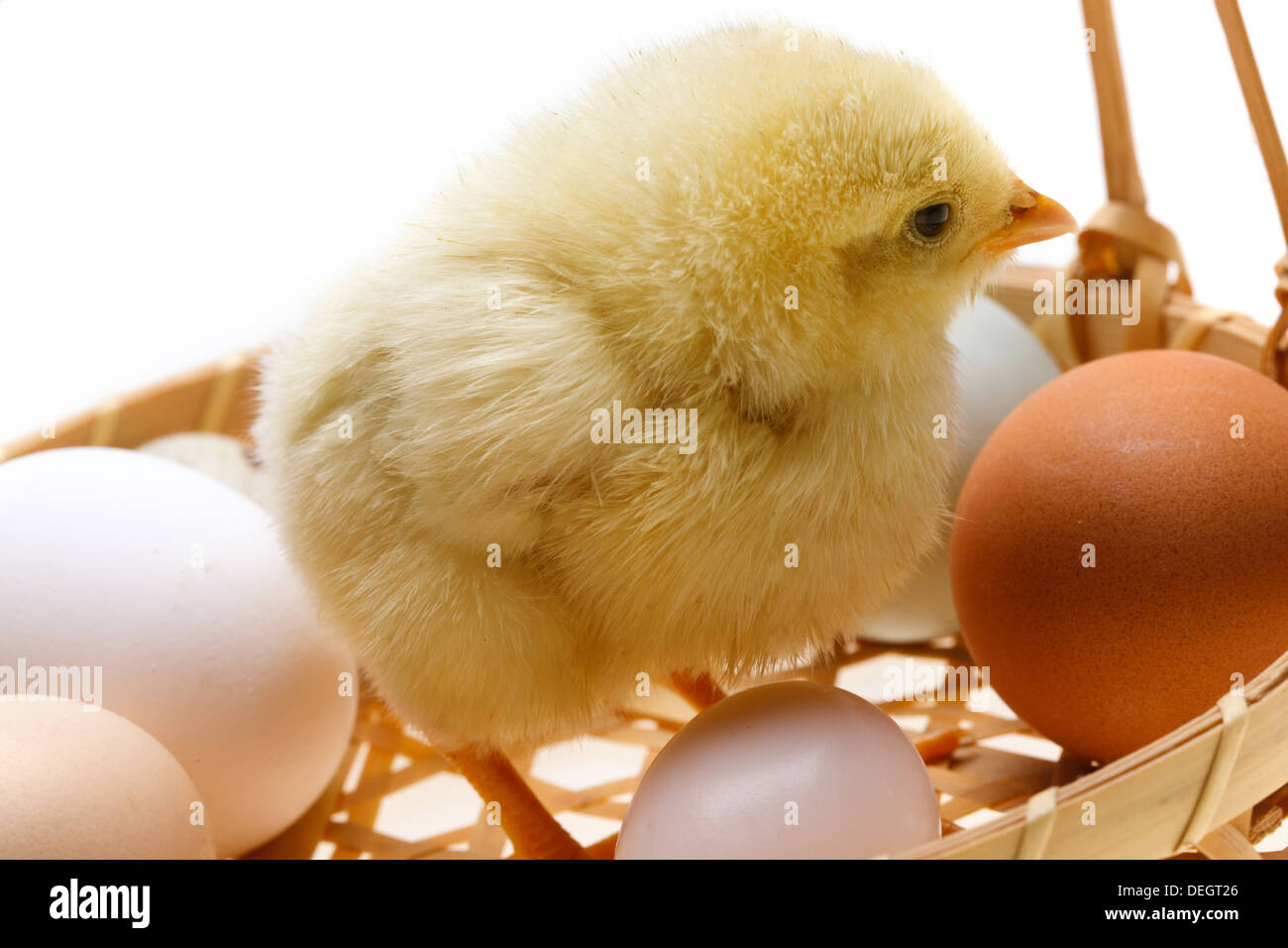 Compagno di chick in piedi in un paniere di uova Foto Stock