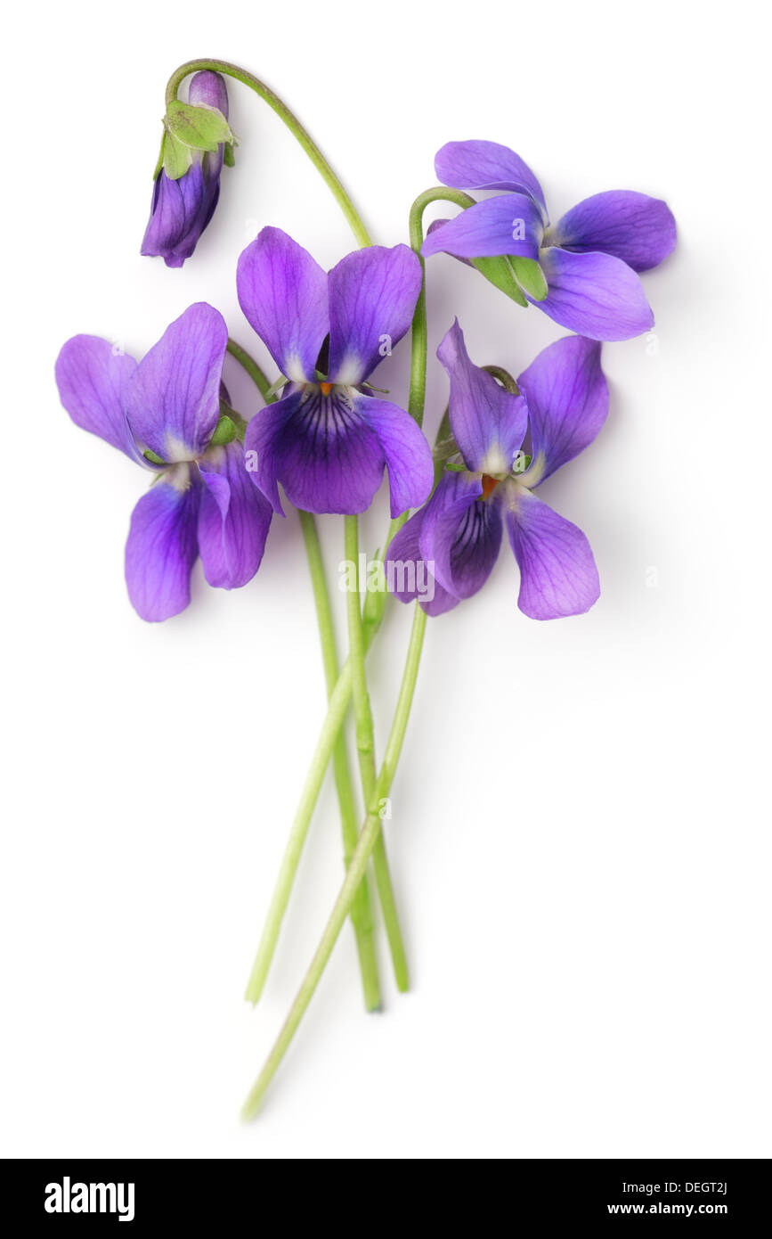 Cinque fiori di Víola odoráta isolate su sfondo whute. Foto Stock