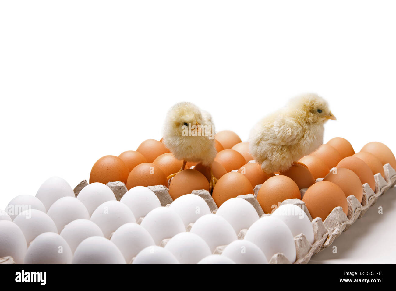 Compagno di pulcini sulle uova Foto Stock