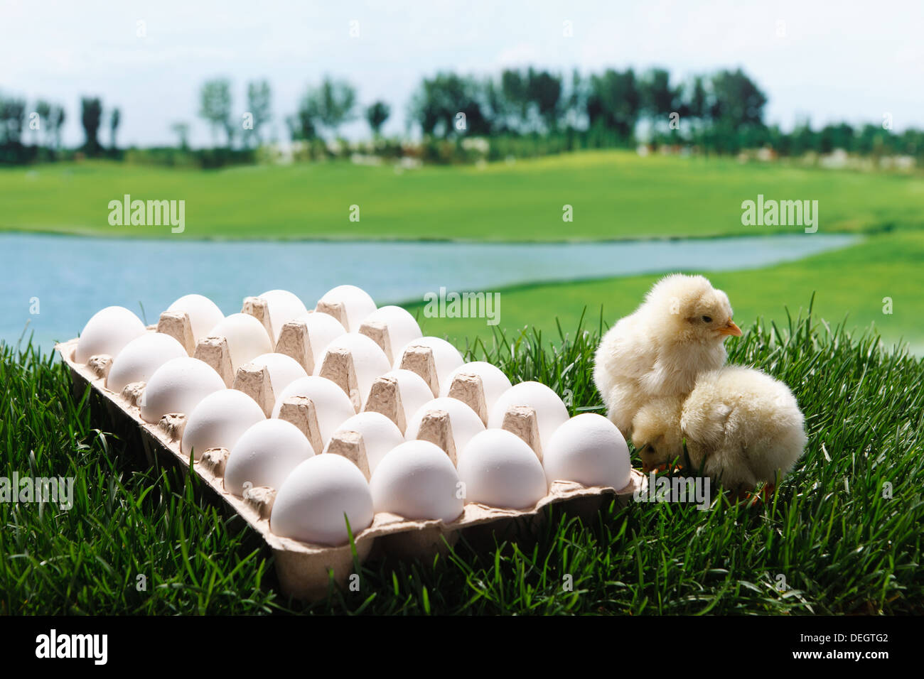 Compagno di pulcini in piedi da uova Foto Stock